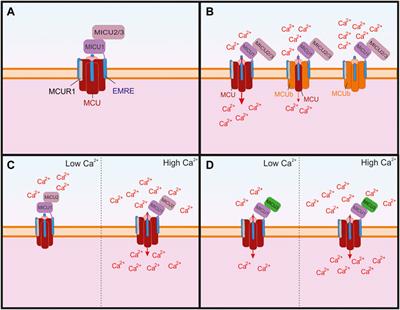 Mitochondrial calcium cycling in neuronal function and neurodegeneration